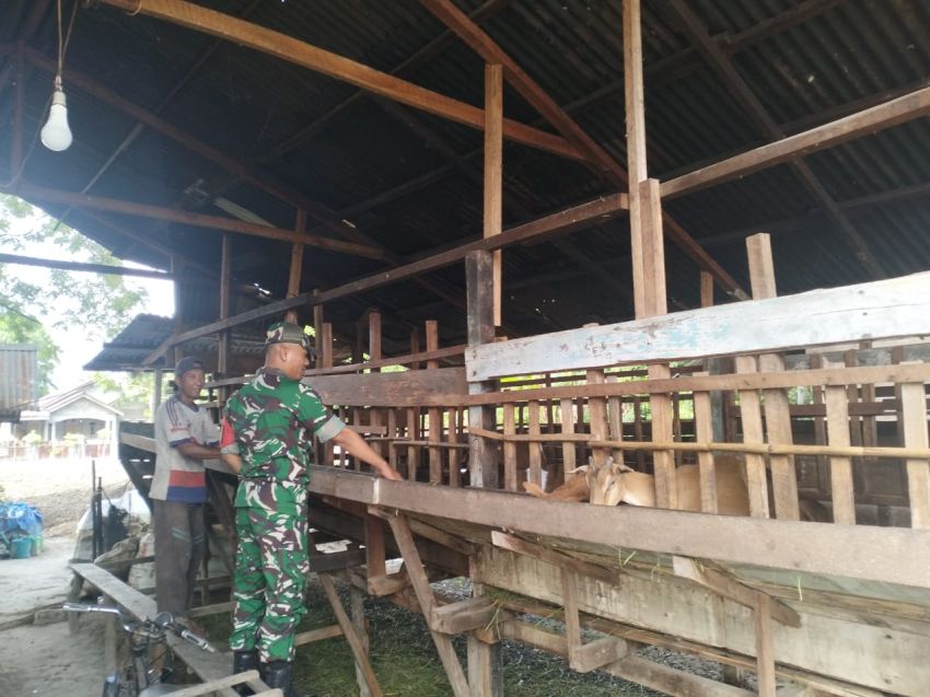 Babinsa Turun Langsung Pastikan Ternak Kambing Bebas PMK