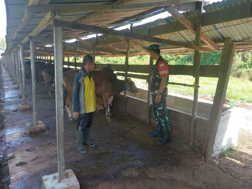 Babinsa Turun Langsung Pastikan Ternak Sapi Bebas PMK