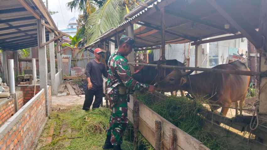 Babinsa Koramil 02/Tebing Tinggi Pantau Kesehatan Ternak Sapi di Selatpanjang Selatan