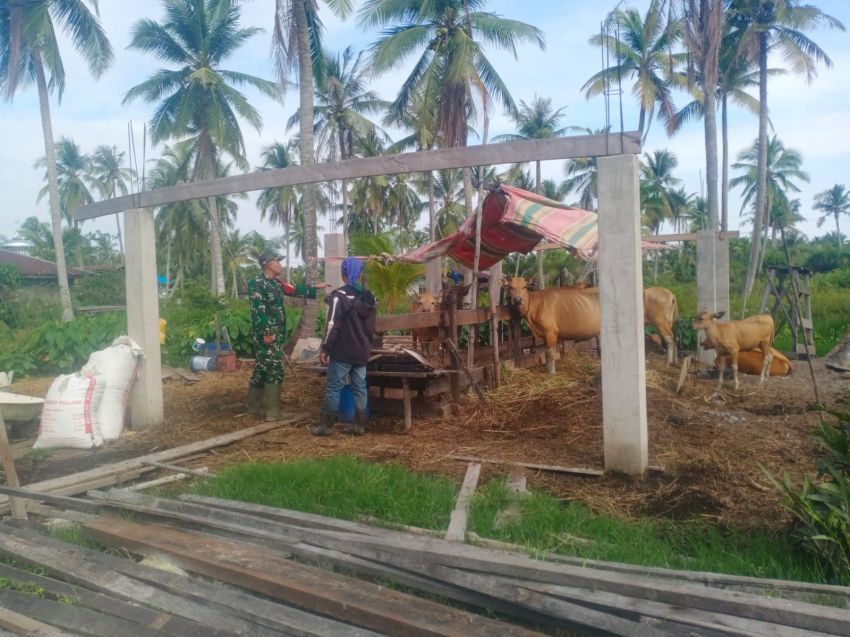 Sertu Zulkarnain Pantau Kesehatan Ternak Sapi di Desa Bina Maju