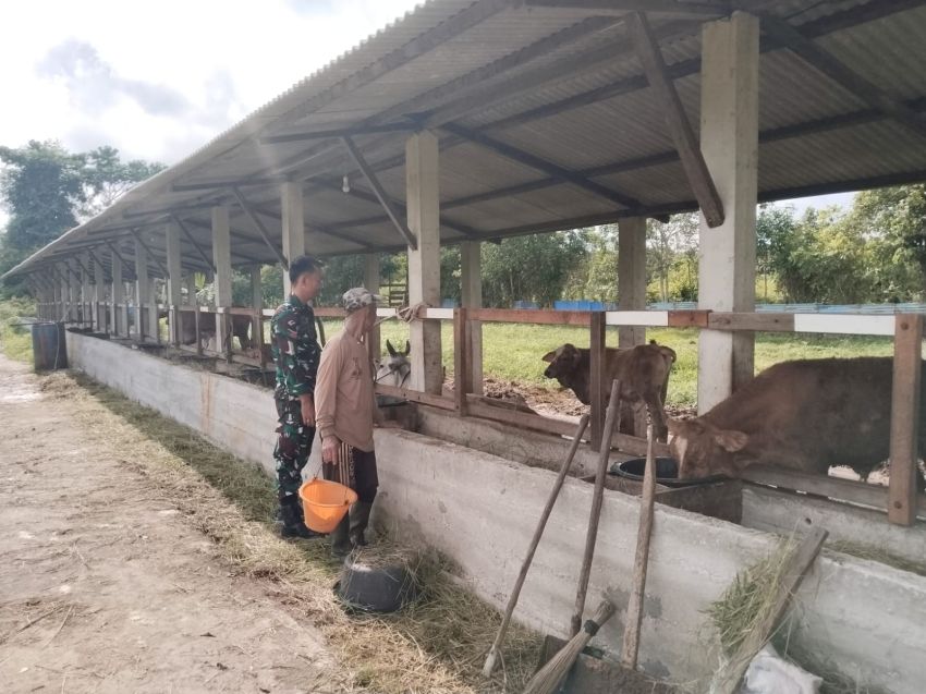 Pratu Aldimas Rizki Pantau Kesehatan Ternak Sapi di Alahair Timur