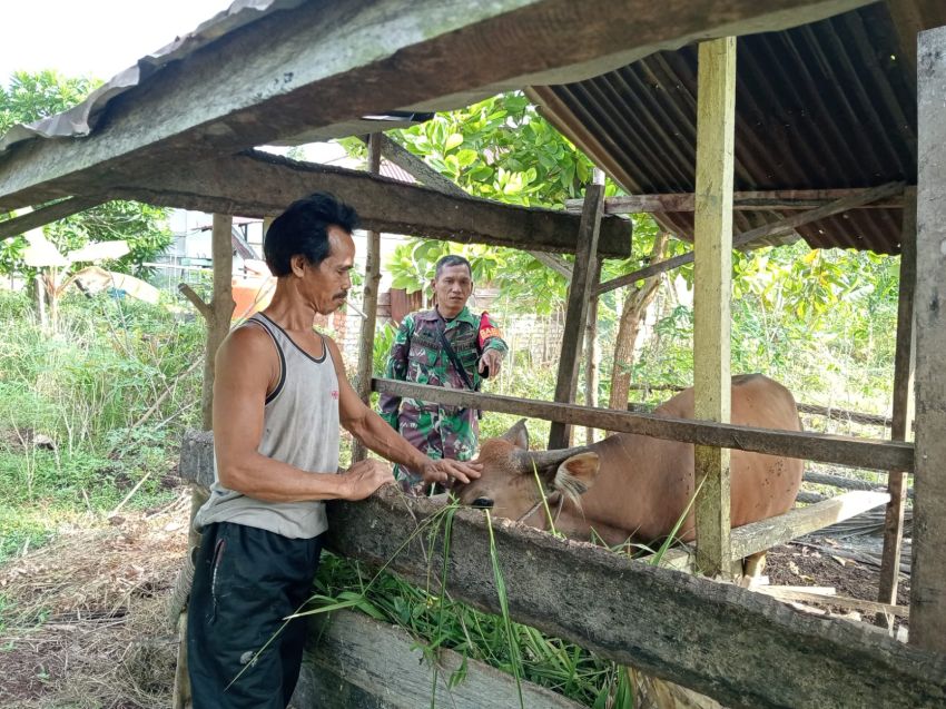 Babinsa Koramil 02/Tebing Tinggi Pantau Kesehatan Ternak Sapi di Desa Banglas