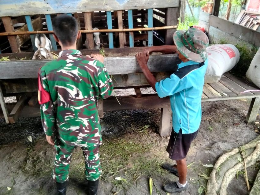 Babinsa Posramil Rangsang Pesisir Pantau Kesehatan Ternak Kambing di Desa Sonde