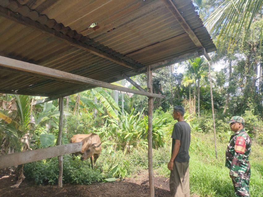 Upaya Pencegahan PMK, Babinsa Lakukan Pengecekan Ternak di Desa Banglas
