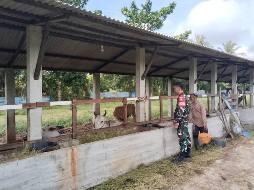Babinsa Pantau Ternak Sapi di Alahair Timur, Pastikan Nihil PMK