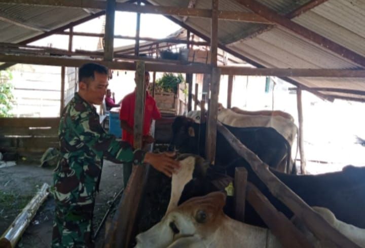 Babinsa Koramil 02/Tebing Tinggi Pantau PMK pada Ternak Sapi di Desa Insit
