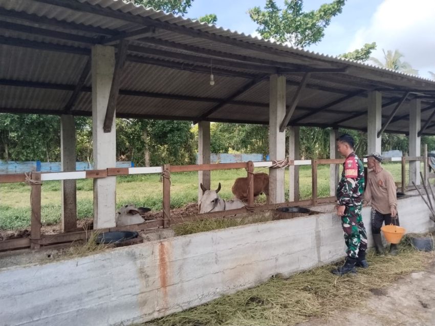 Pratu Aldimas Rizki Pantau 24 Ekor Sapi di Alahair Timur, Pastikan Bebas PMK