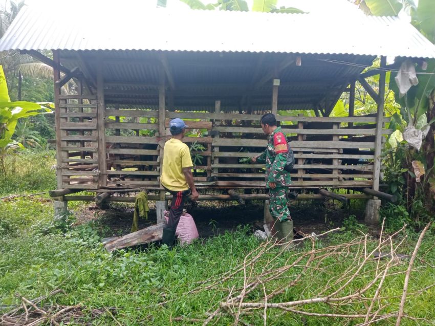 Sertu Amsyaya Pantau PMK di Desa Insit, Ternak Kambing Dipastikan Sehat