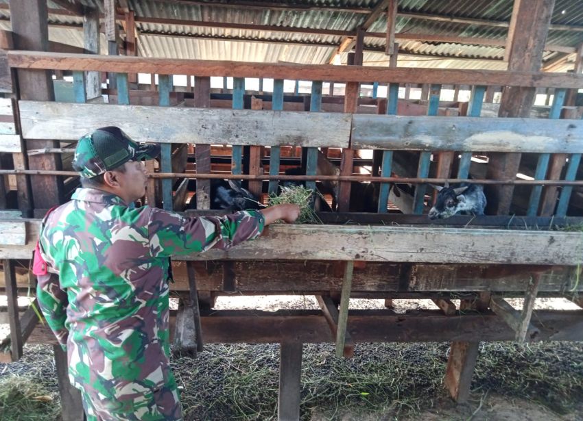 Serda Dedi Hermansyah Pantau Ternak Kambing di Tanjung Samak, Pastikan Bebas PMK