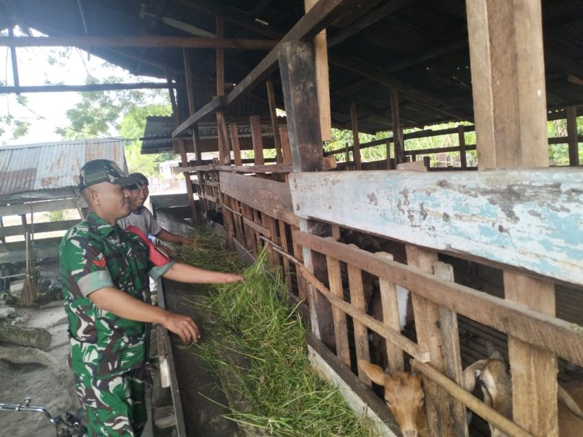 Monitoring Rutin, Babinsa Pastikan Ternak di Rangsang Sehat dan Nihil PMK