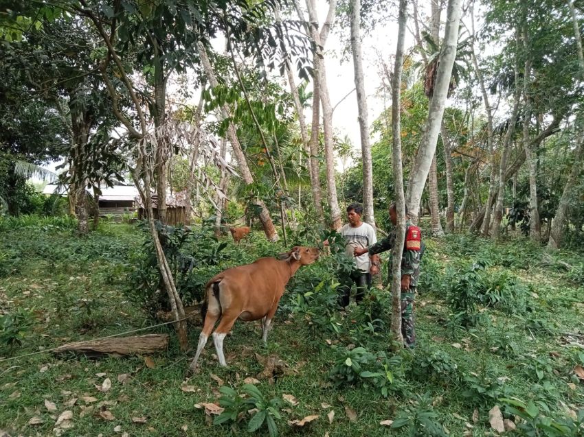 Cegah PMK, Babinsa Koramil 02/Tebing Tinggi Lakukan Pemantauan Ternak di Insit