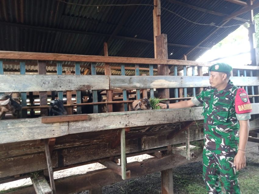 Babinsa Koramil 02/Tebing Tinggi Cek Ternak Kambing di Tanjung Samak