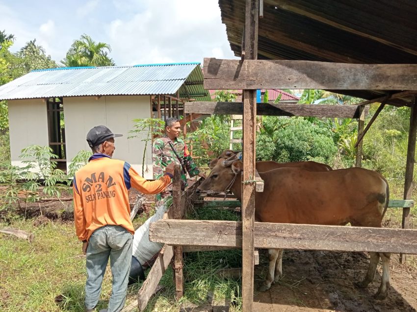 Babinsa Pastikan Ternak Warga Aman dari PMK