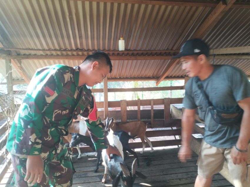 Babinsa Koramil 02/Tebing Tinggi Pantau Ternak Kambing di Desa Repan, Pastikan Bebas PMK