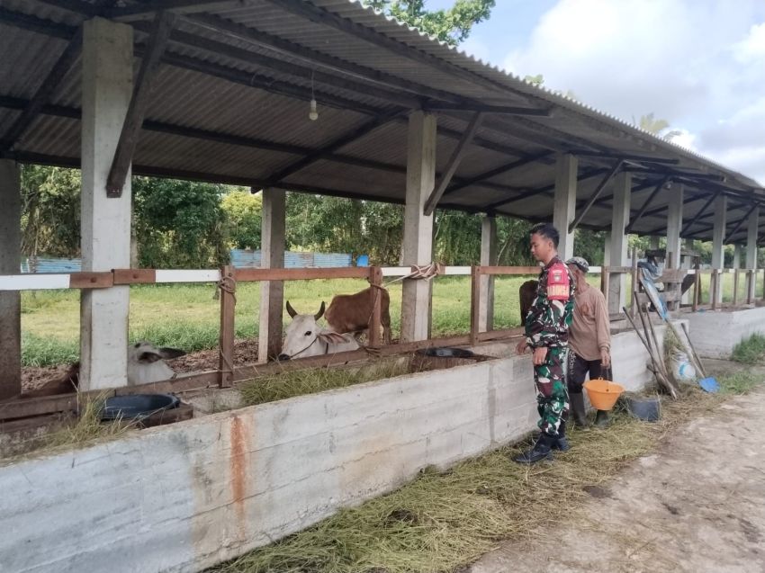 Babinsa Bersama Pemilik Ternak Laksanakan Pengecekan Kesehatan Sapi di Alah Air Timur