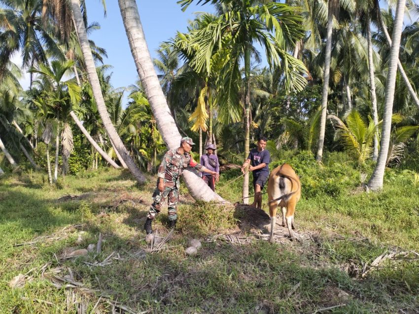 Babinsa Koramil 02/Tebing Tinggi Cek Ternak di Sungai Gayung Kiri