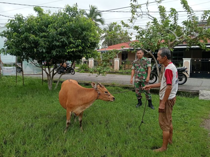 Antisipasi PMK, Babinsa Cek Langsung Ternak Sapi Milik Warga