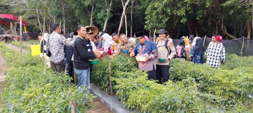 Panen Raya Cabai Rawit di Alai Selatan, Polsek Tebing Tinggi Barat Dorong Ketahanan Pangan dan Kolaborasi Petani