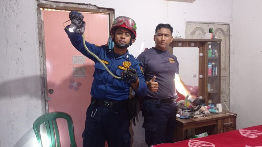 Ular Sanca di Plafon Rumah Warga Pekanbaru Berhasil Dievakuasi Damkar