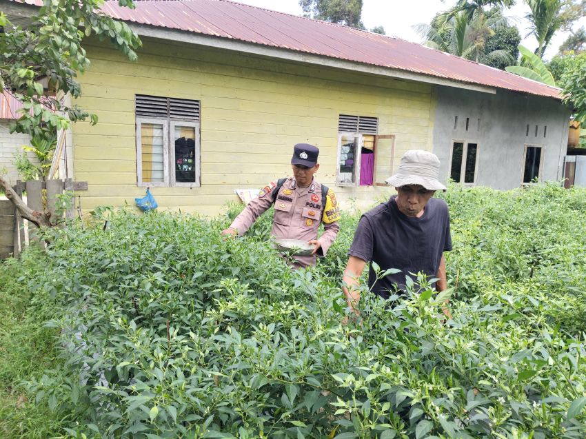 Bhabinkamtibmas Desa Bantar Panen Cabai Bersama Warga, Dukung Ketahanan Pangan