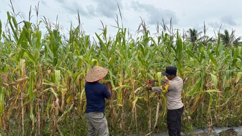 Dukung Ketahanan Pangan, Polisi Pantau Lahan Jagung di Merbau