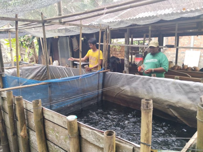 Usaha Budidaya Ikan Lele Di Meranti Sangat Menguntungkan